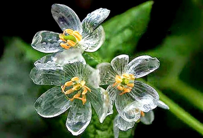 Grayi Diphyllelia