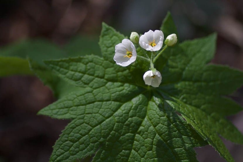 Grayi Diphyllelia, la flor transparente