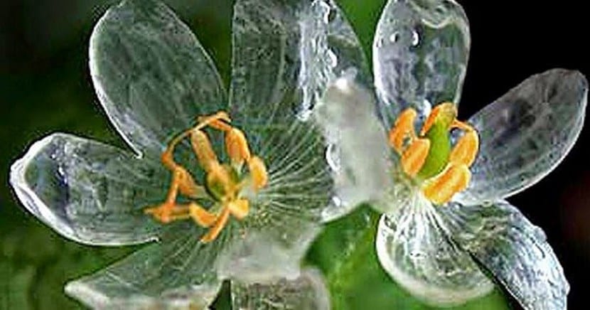 Grayi Diphyllelia, la flor de cristal