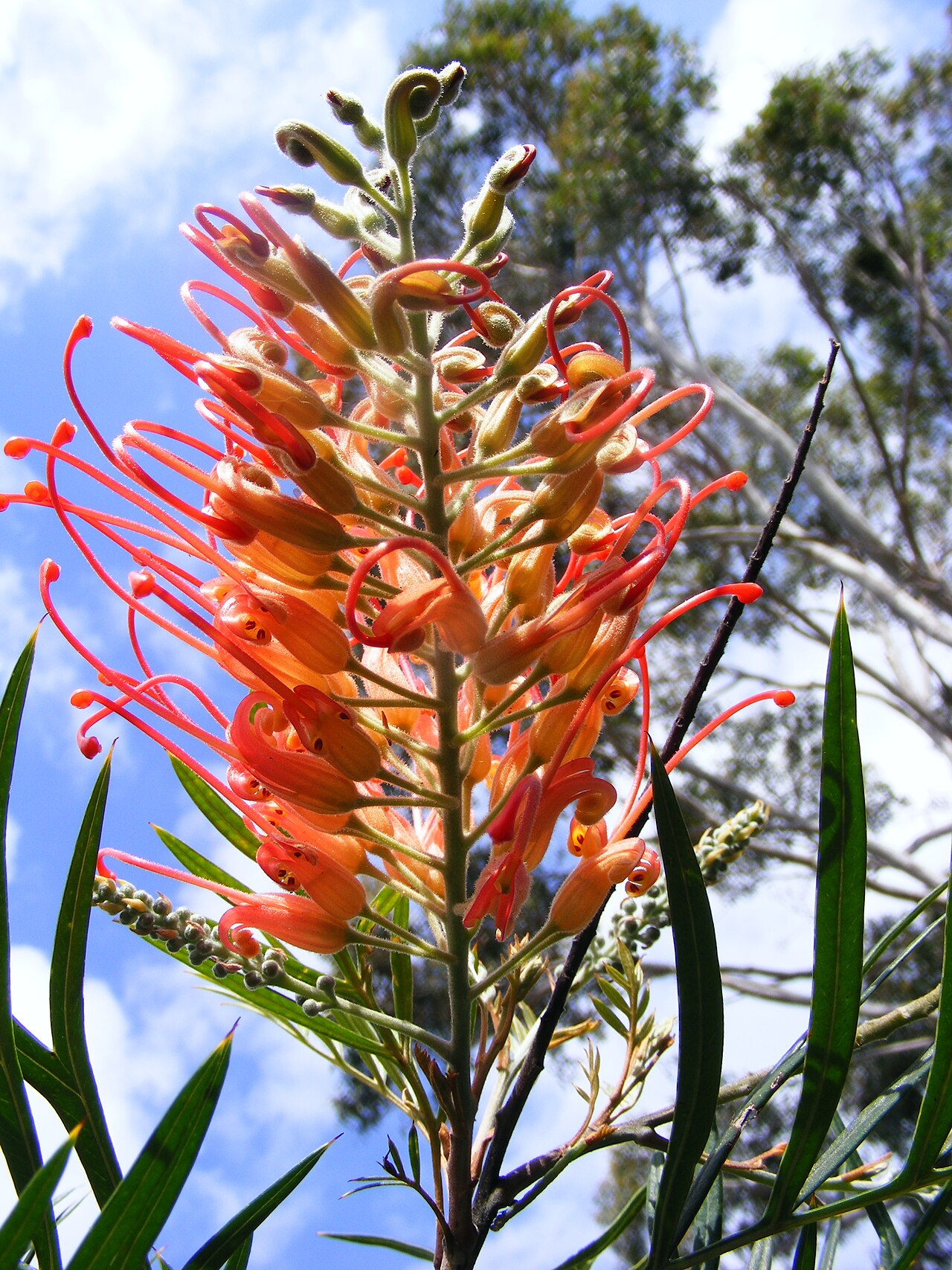 Grevillea