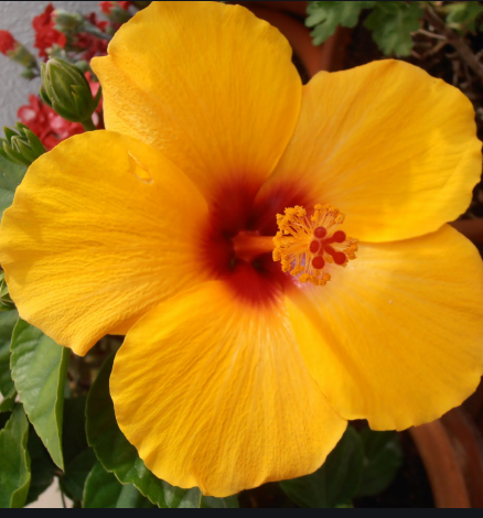 Flor de hibisco amarilla