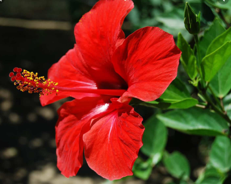Flor de hibisco roja