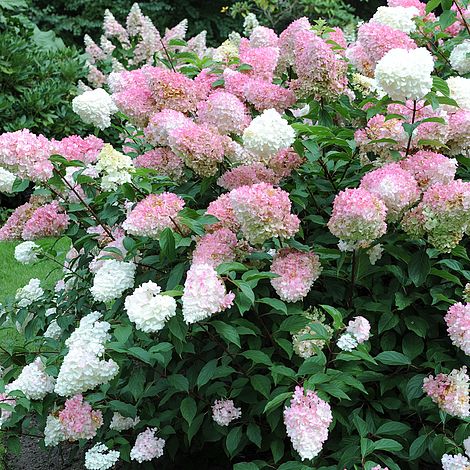 Hortensia vainille fruit