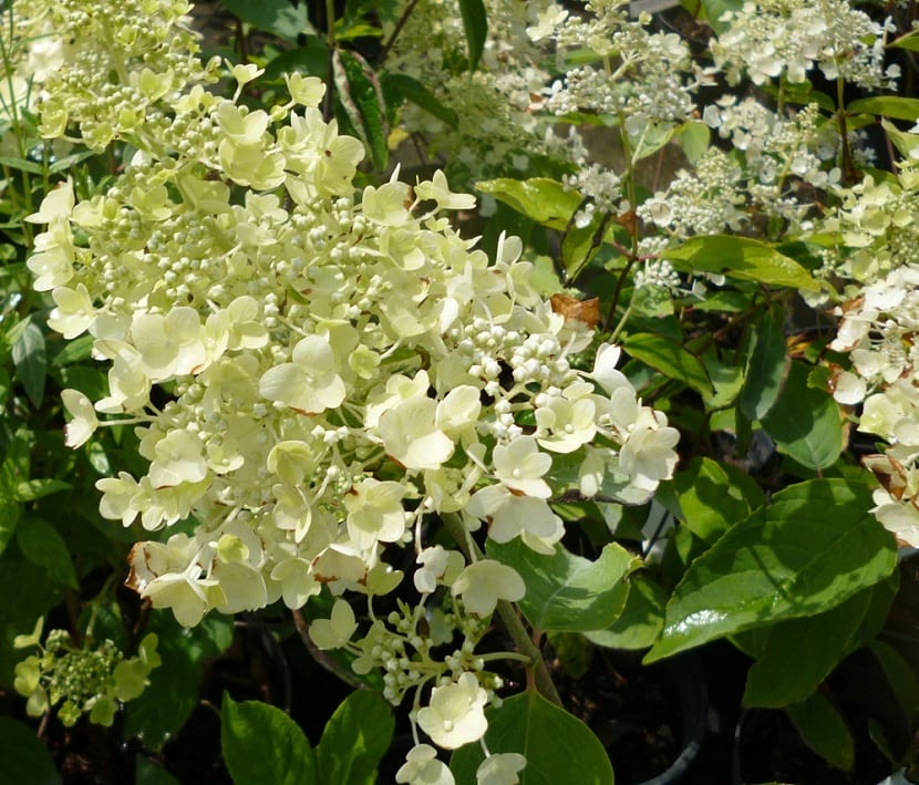 Flores de la Hydrangea paniculata