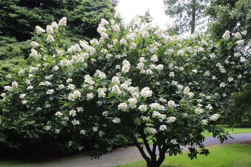 Hyrdargea grandiflora