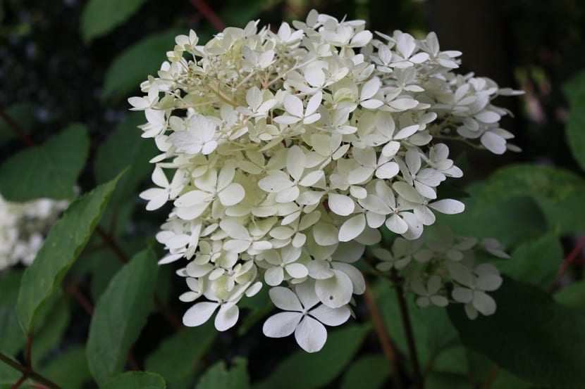 Hydrangea pan Phantom