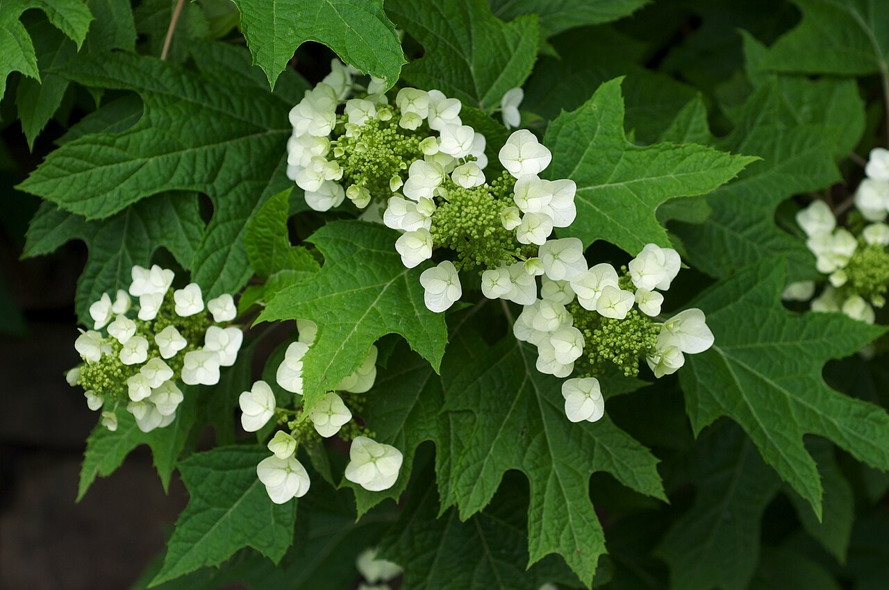 Hydrangea quercifolia