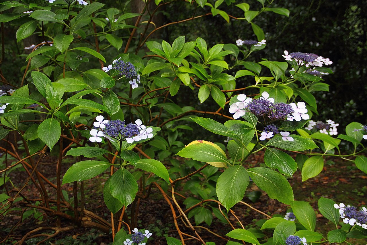 Hydrangea serrata