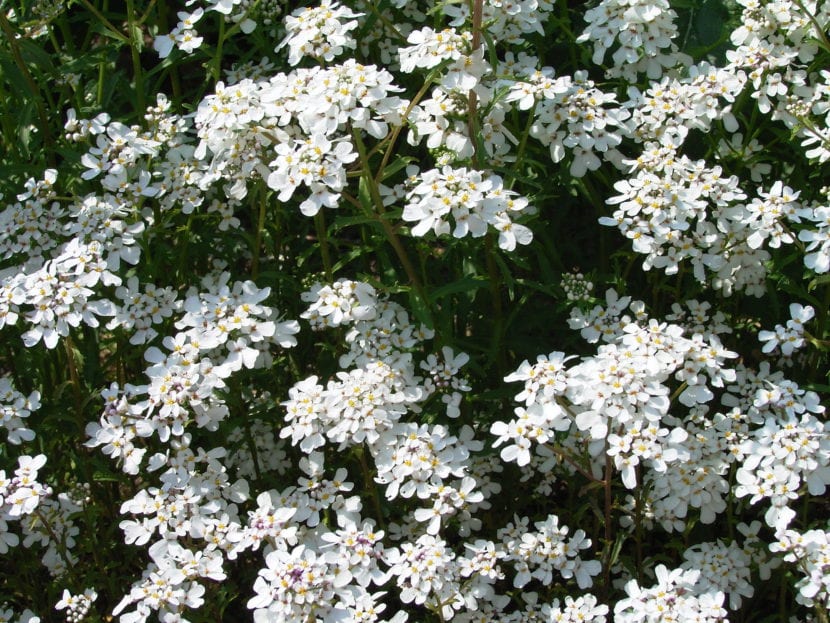 Iberis amara