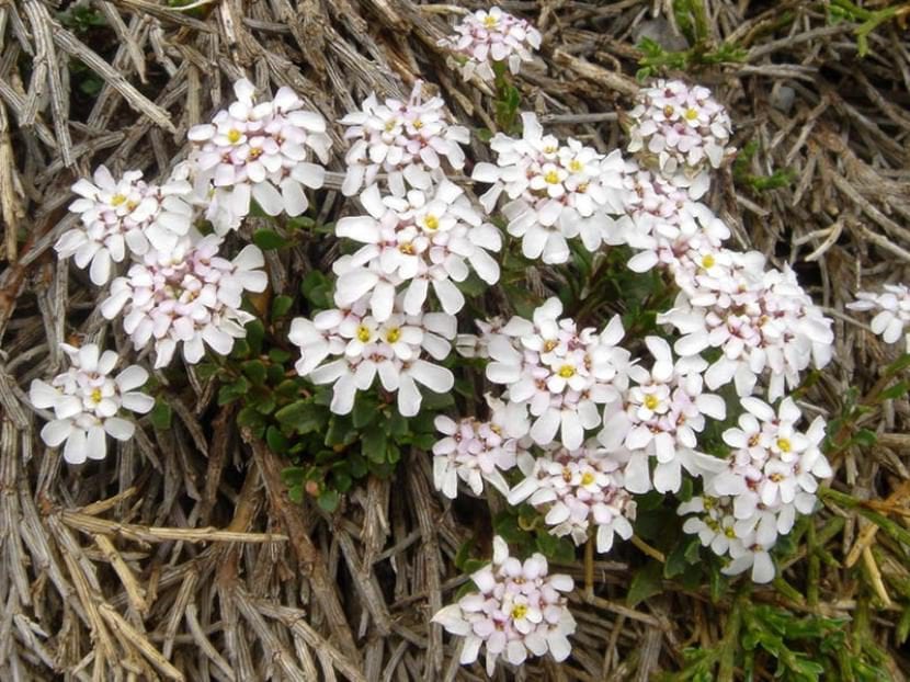 Iberia aurosica ssp cantabrica