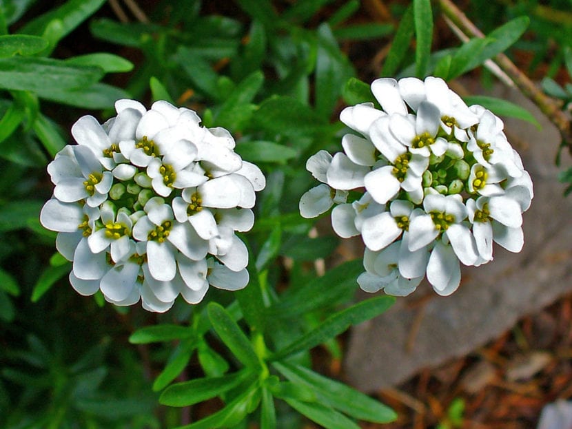 Iberis sempervirens