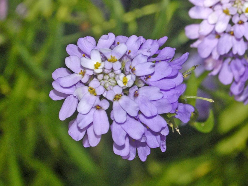 Iberis linifolia