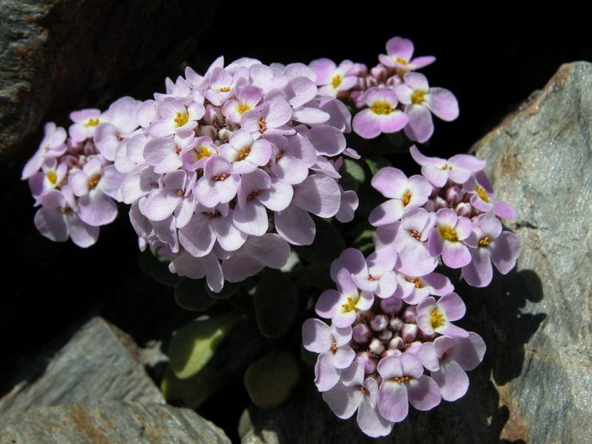 Iberis spathulata