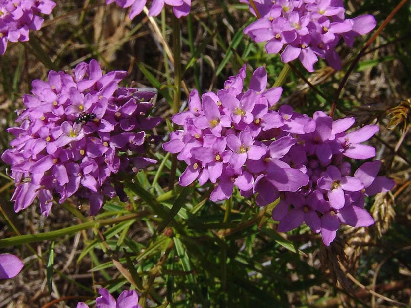 Iberis umbellata