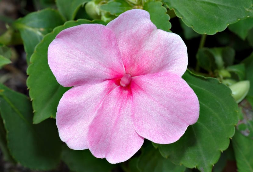 La Impatiens walleriana es una planta de fácil cultivo