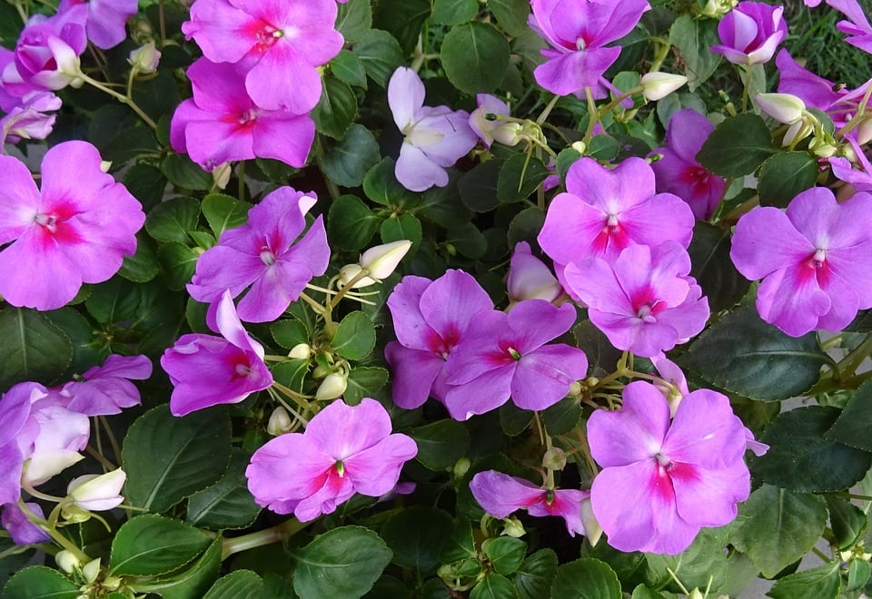 Impatiens walleriana: cultivo y cuidados de la alegría