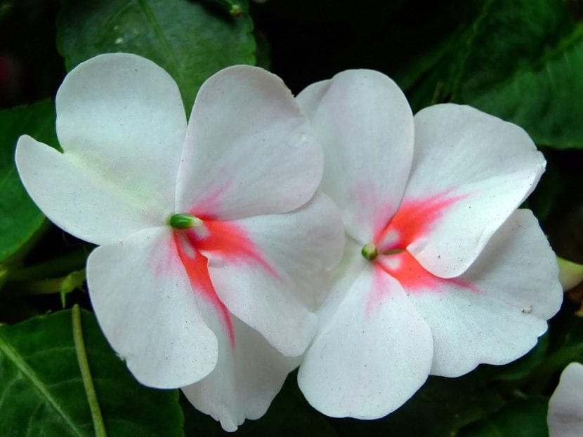 Las flores de la Impatiens son pequeñas y muy decorativas