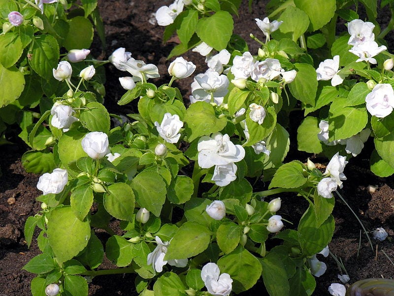 La Impatiens tiene flores de diversos colores