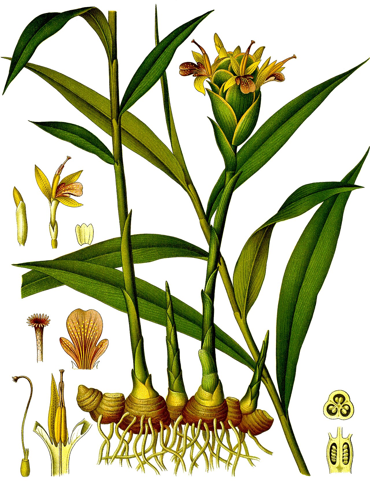 Jengibre
