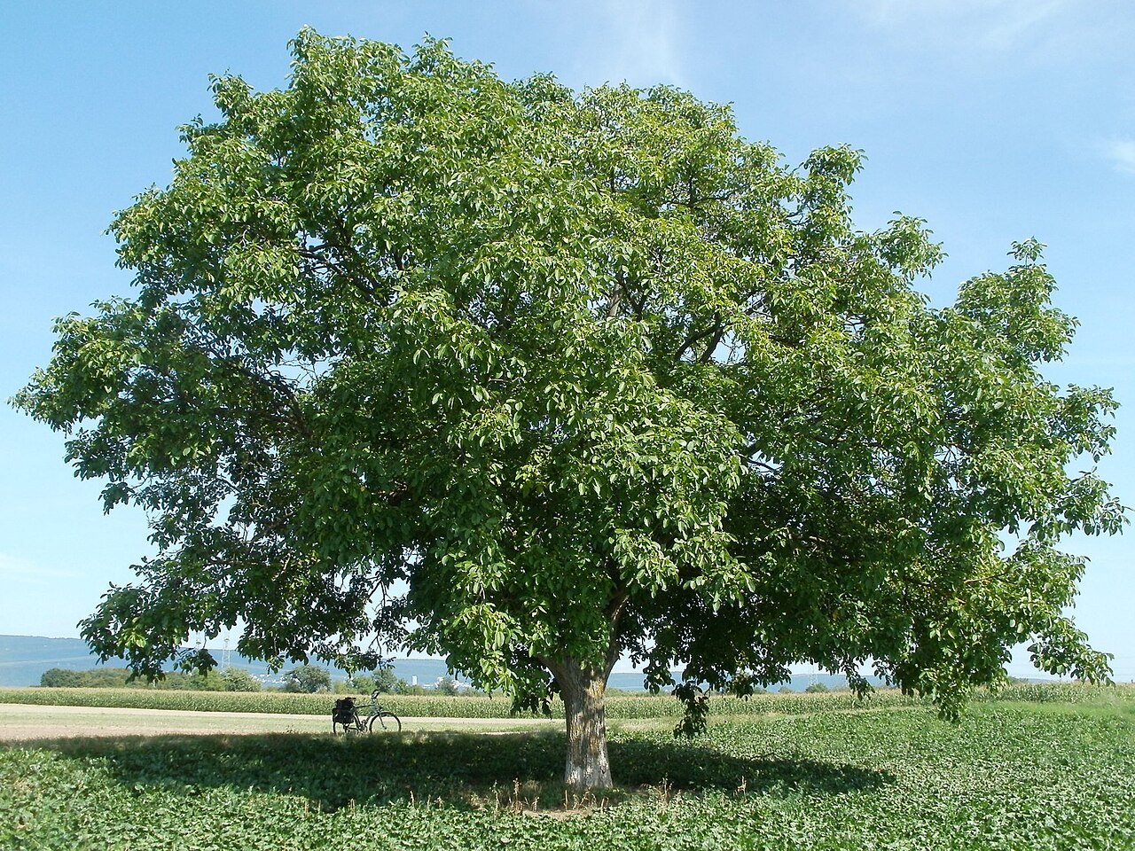 Juglans regia: Tipos, características, tamaño, variedades, colores…