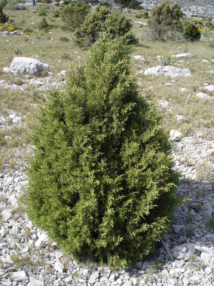 Juniperus: tipos, características, tamaño, variedades, colores…