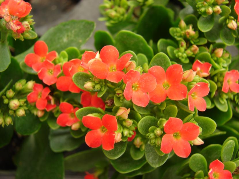 Kalanchoe blossfedlana