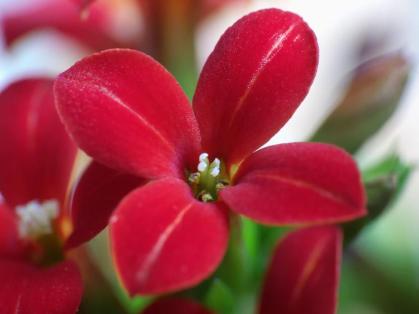 Flor de Kalanchoe blossfediana