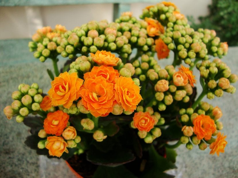 Kalanchoe blossfeldiana variedad Calandiva de flor doble