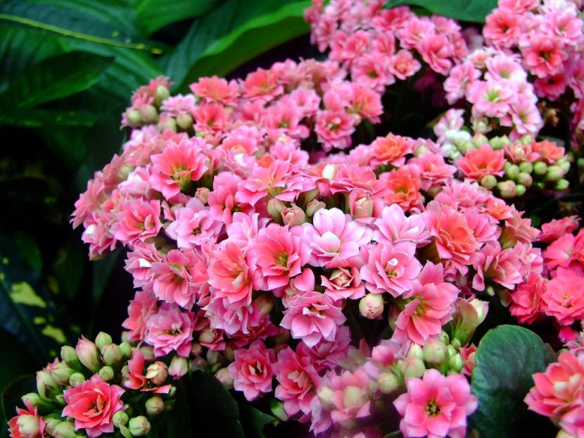 Kalanchoe blossfeldiana