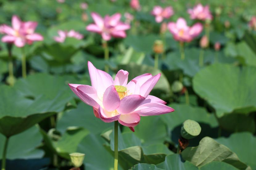 Nelumbo_nucifera_flor_rosa