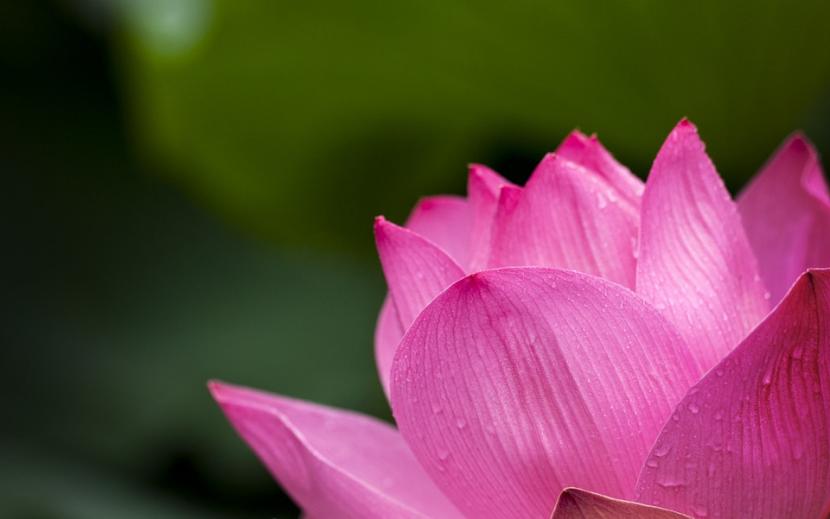 detalle de la flor de loto