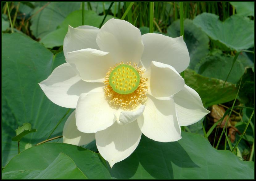 flor de loto blanca