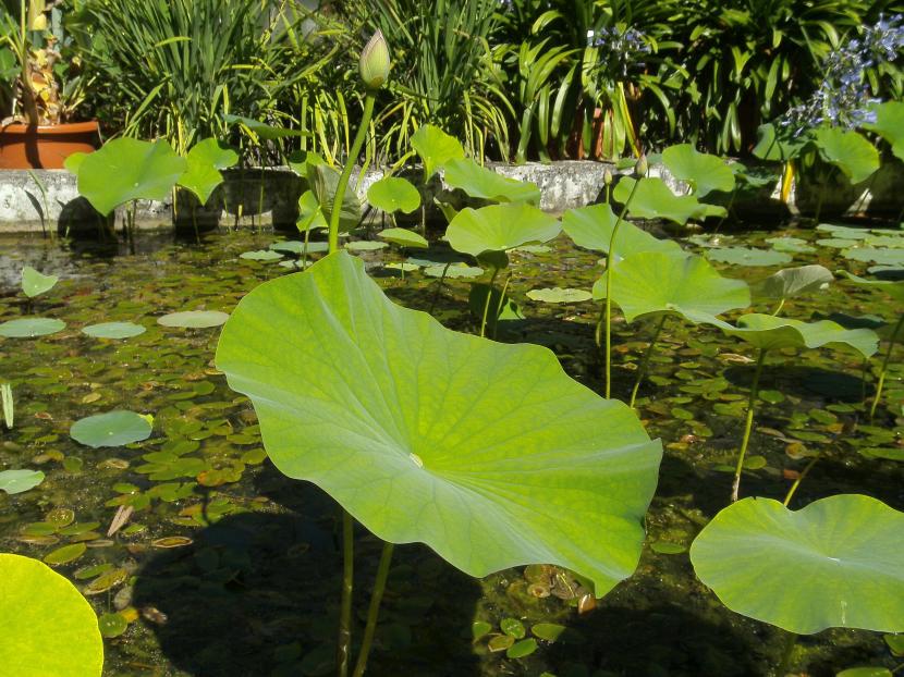 flor de loto en estanque