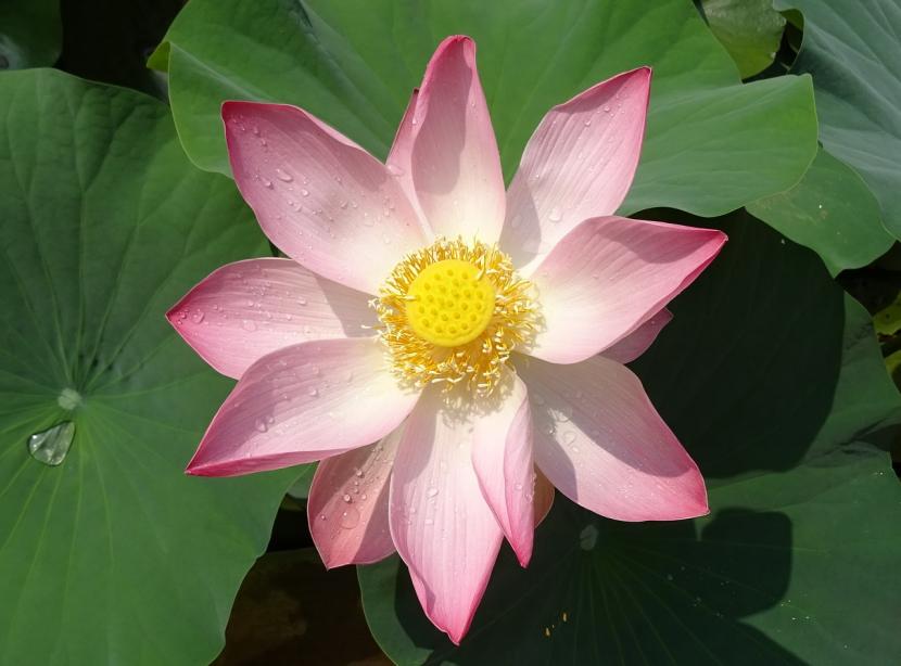 flor de loto en estanque