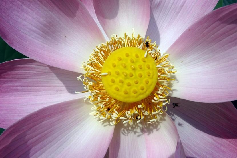 flor de loto en estanque