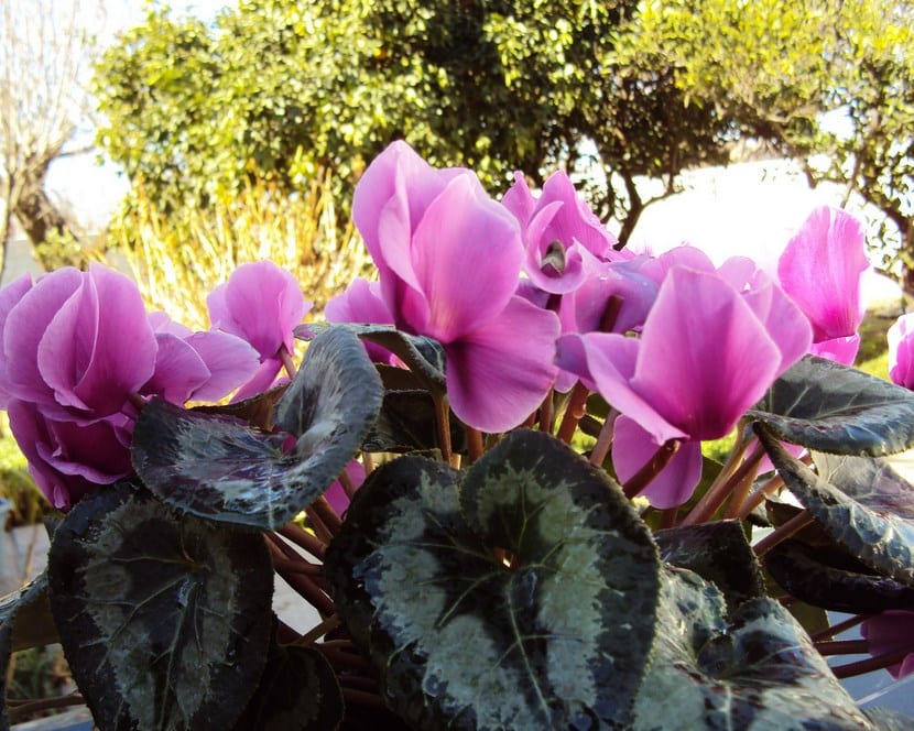 Violeta de los Alpes: cuidados de Cyclamen persicum