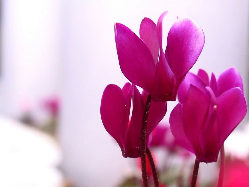 Cyclamen persicum