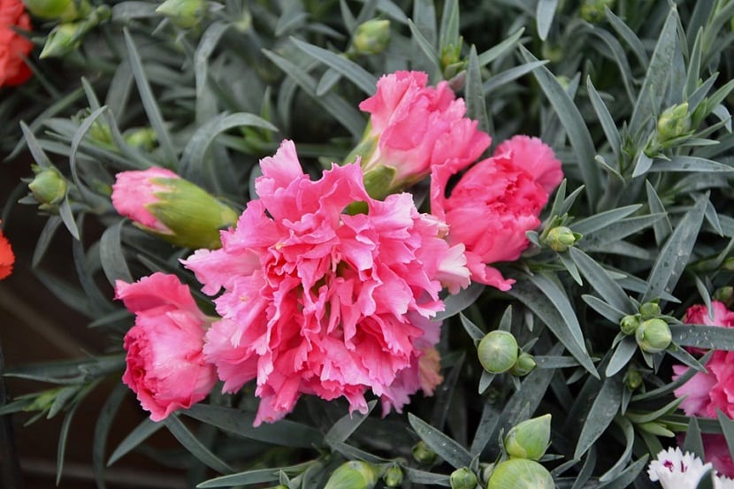 Los claveles poseen mucho aroma