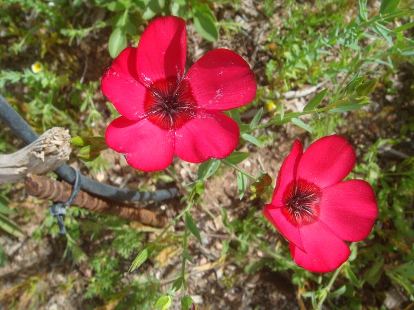 Linum grandiflorum