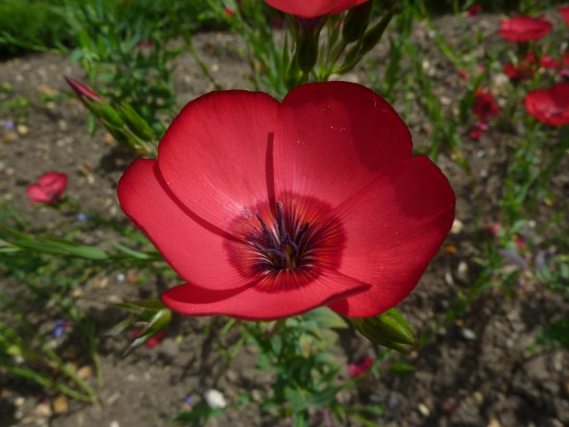 Linum grandiflorum