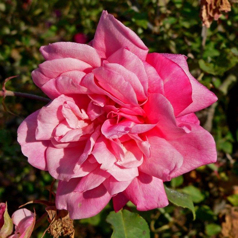 La rosa de té produce flores de diversos colores