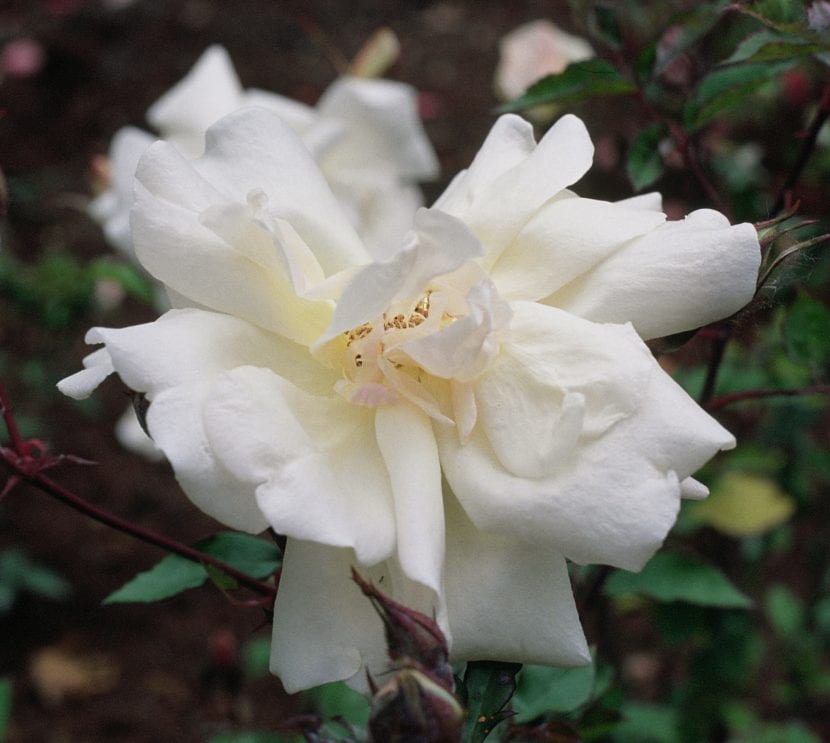 La rosa de té produce flores de diversos colores