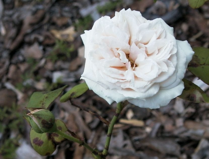 La rosa de té es un arbusto precioso