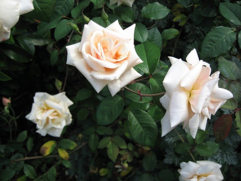 Rosa safrano