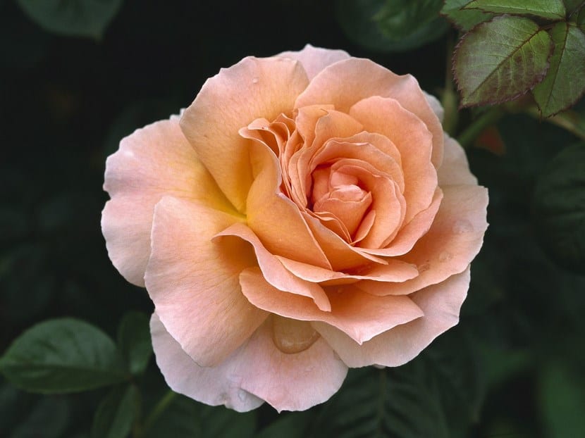 La hermosa Rosa de té