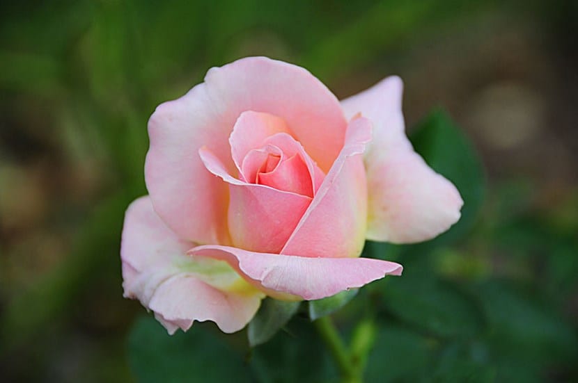 Rosa de té