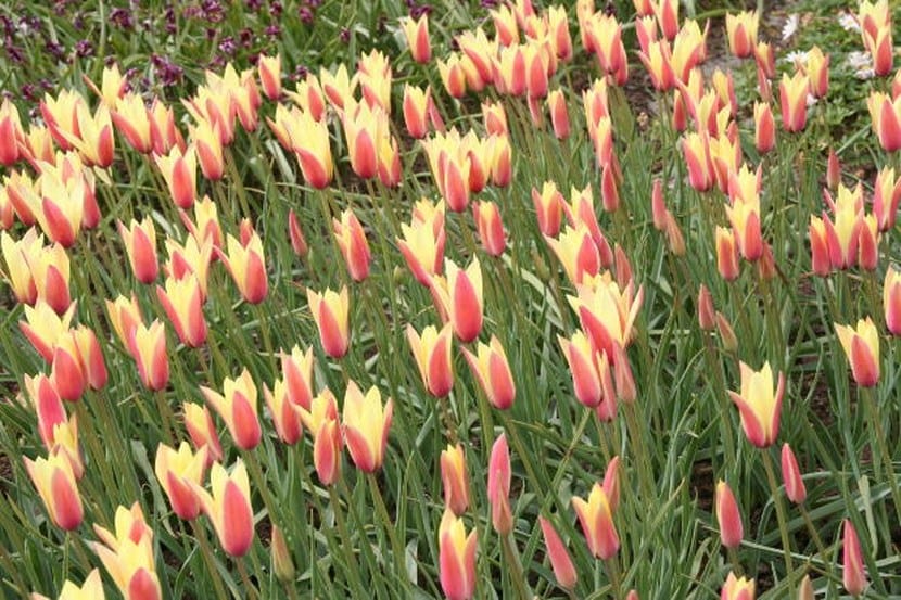 Tulipanes