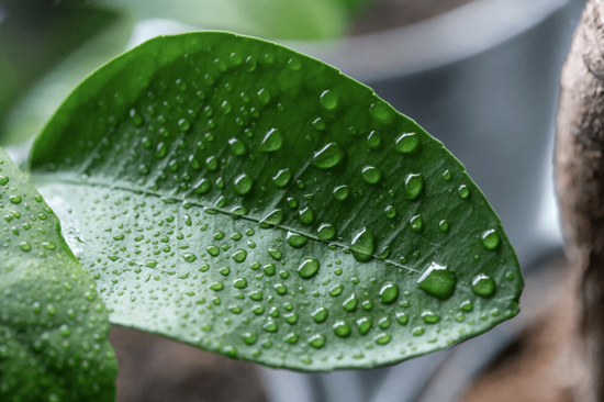 Humedad ambiental y crecimiento de las plantas