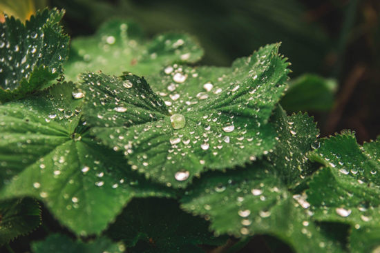 Gotas de agua condensadas sobre las hojas de una planta