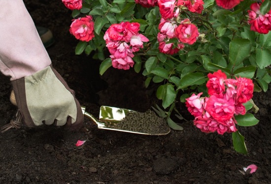 Aporte de compost al pie de un rosal con una paleta de jardin